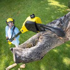 Best Storm Damage Tree Cleanup  in Freeport, IL