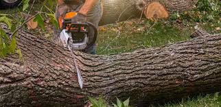 Best Lawn Grading and Leveling  in Freeport, IL