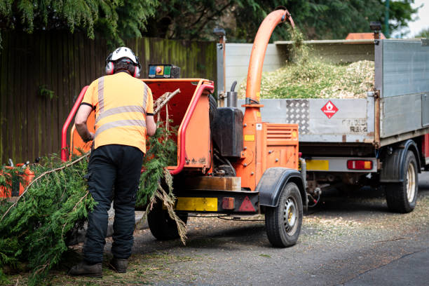 Best Stump Grinding and Removal  in Freeport, IL