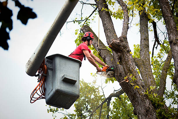 Best Tree and Shrub Care  in Freeport, IL