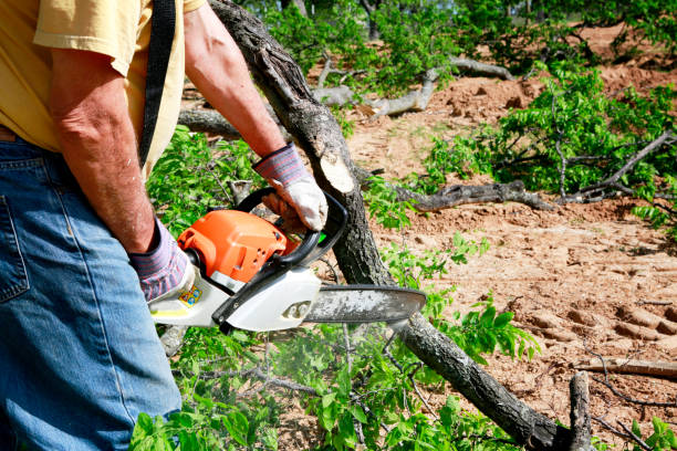 Best Lawn Watering Services  in Freeport, IL